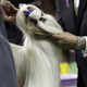 Illustration for article titled Patty Hearsts Fancy Dog Wins Westminster Kennel Club Best of Breed